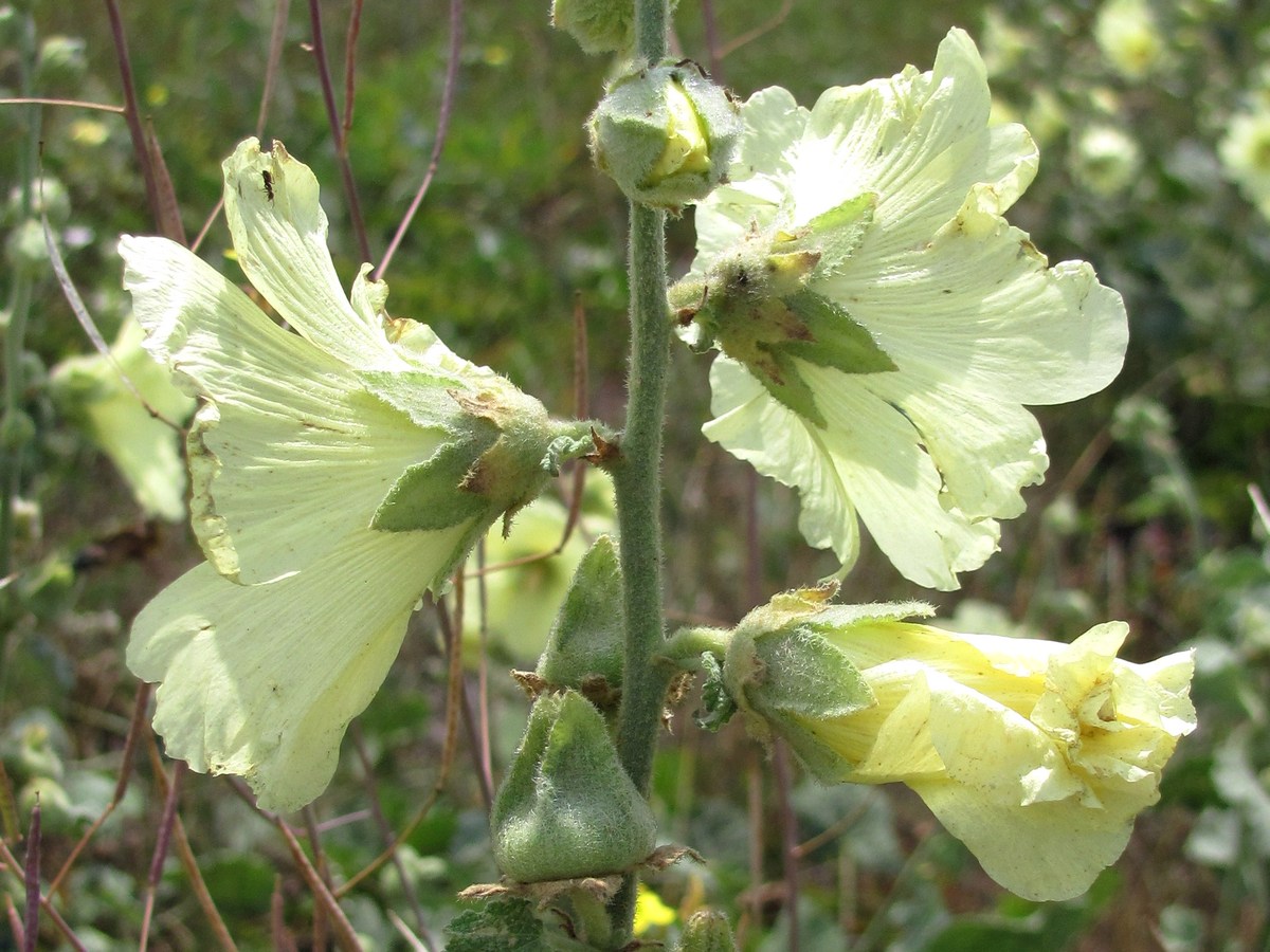 Image of Alcea rugosa specimen.