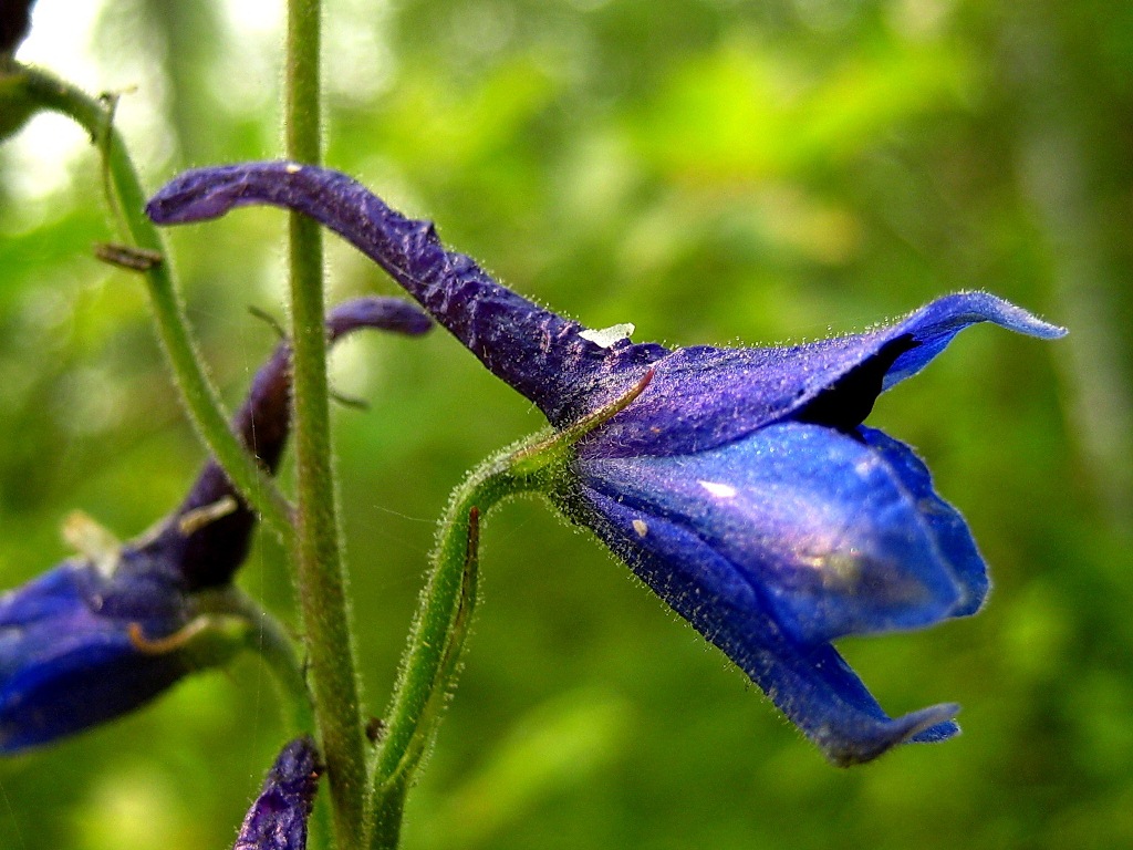 Image of Delphinium elatum specimen.