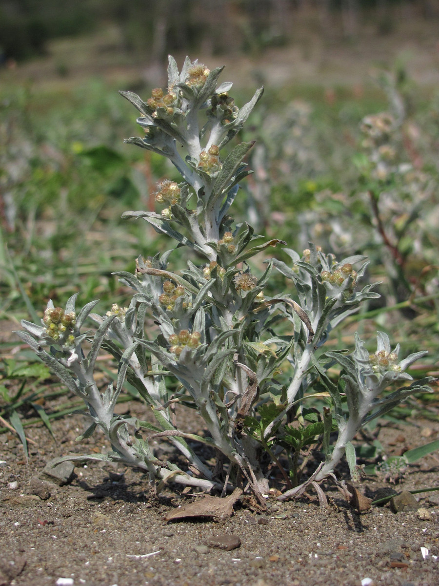 Image of Gnaphalium rossicum specimen.