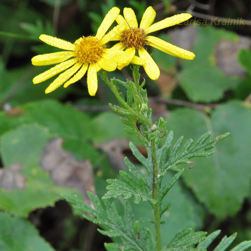 Изображение особи Senecio argunensis.