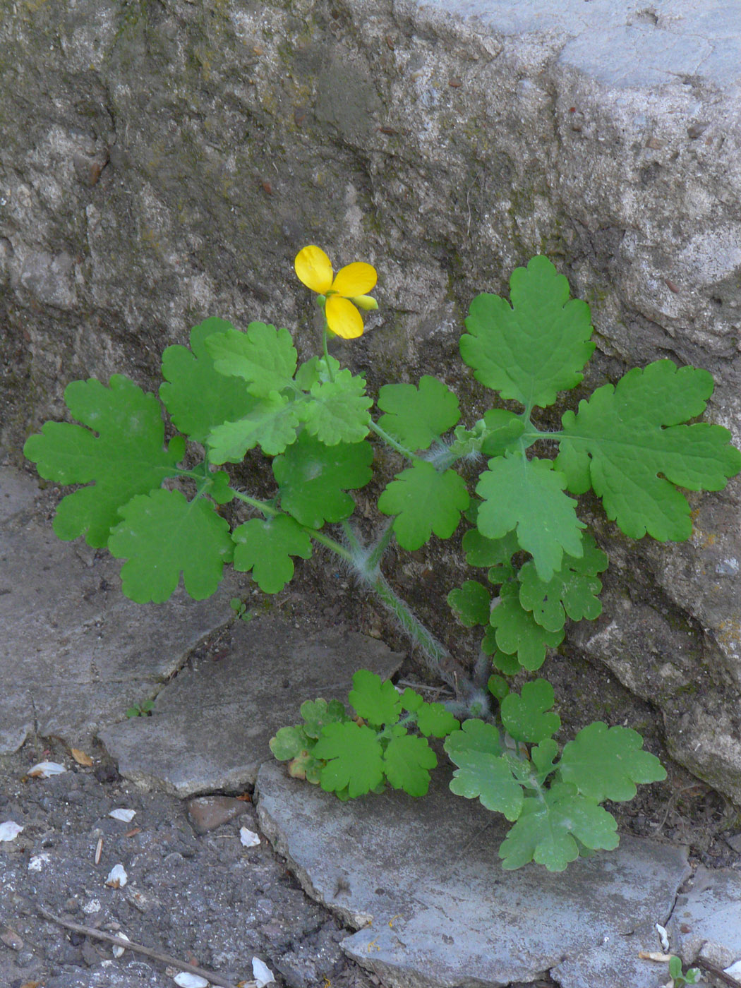 Image of Chelidonium majus specimen.