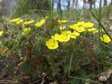 Potentilla heptaphylla. Цветущее растение. Тульская обл., Плавский р-н, окр. пос. Молочные Дворы. 26.04.2007.