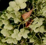 Hydrangea arborescens. Часть соцветия со стерильными цветками (вид со стороны цветоножек). Германия, г. Krefeld, ботанический сад. 16.09.2012.