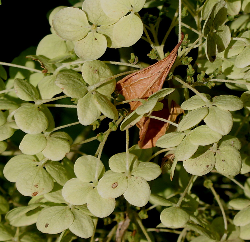 Image of Hydrangea arborescens specimen.