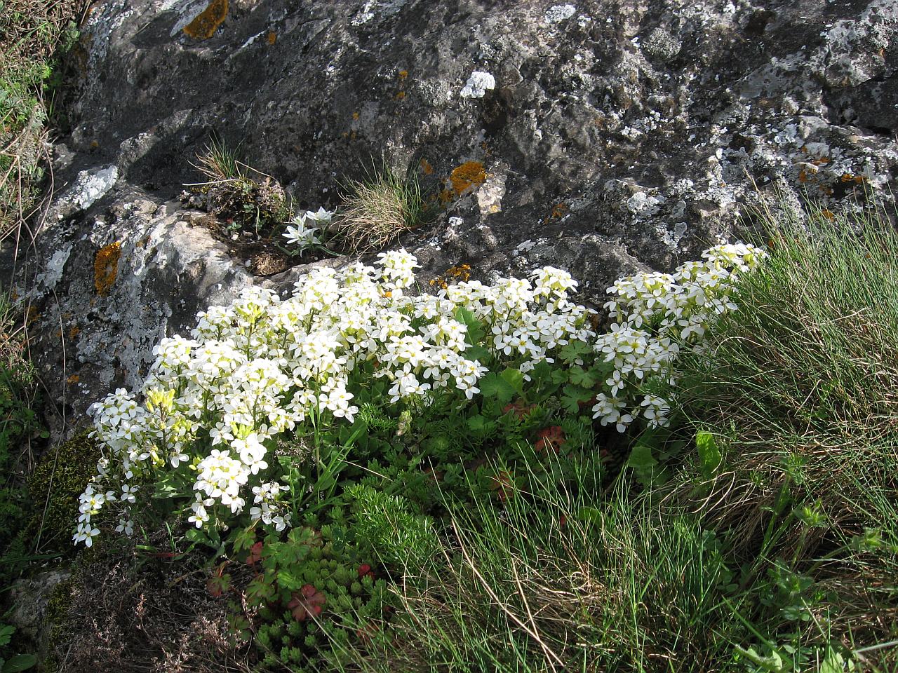 Image of Arabis caucasica specimen.