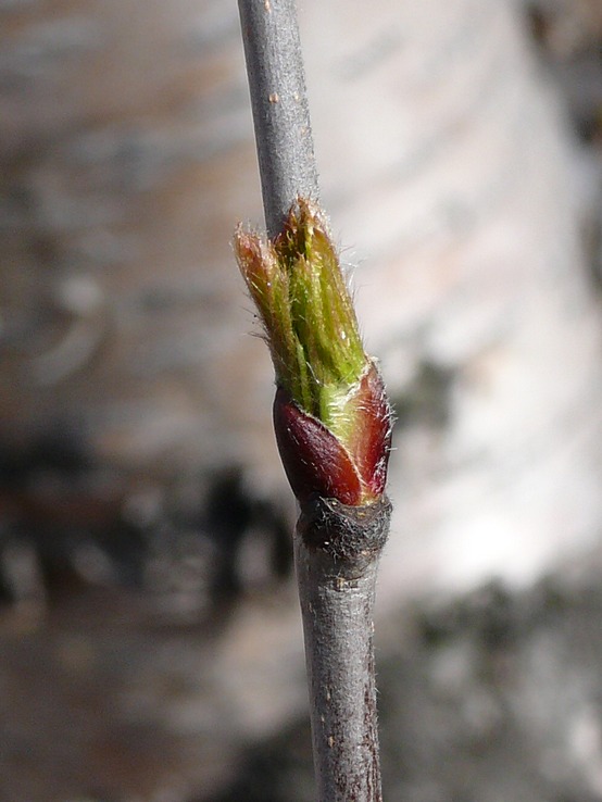 Image of Sorbus aucuparia ssp. glabrata specimen.