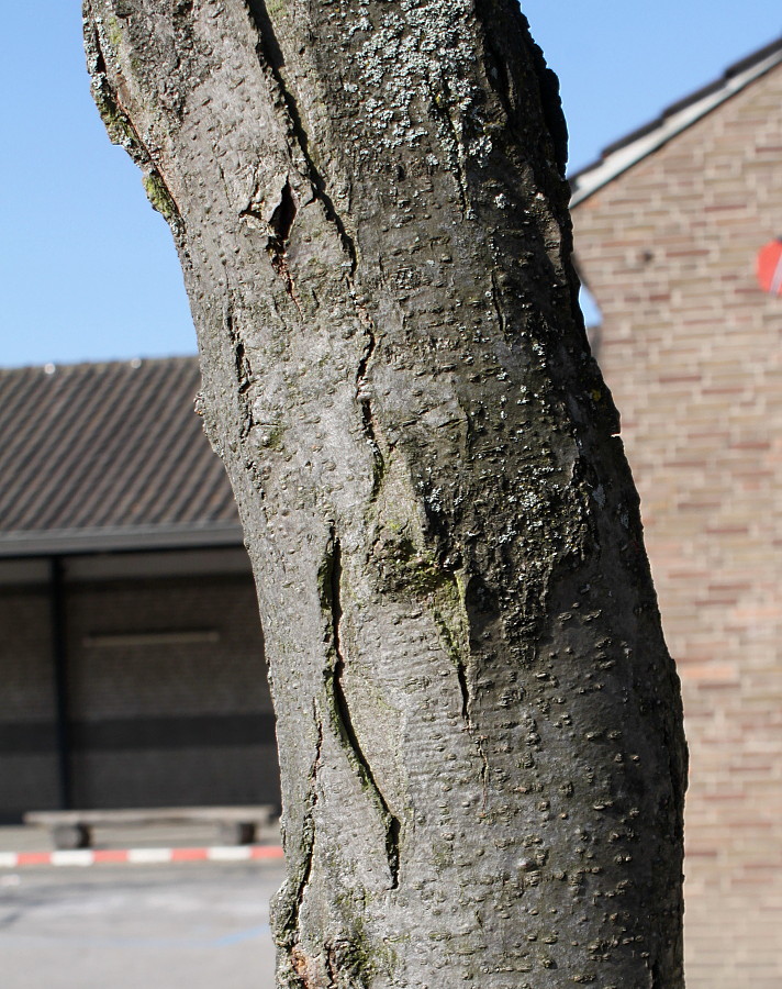 Image of Gleditsia triacanthos specimen.