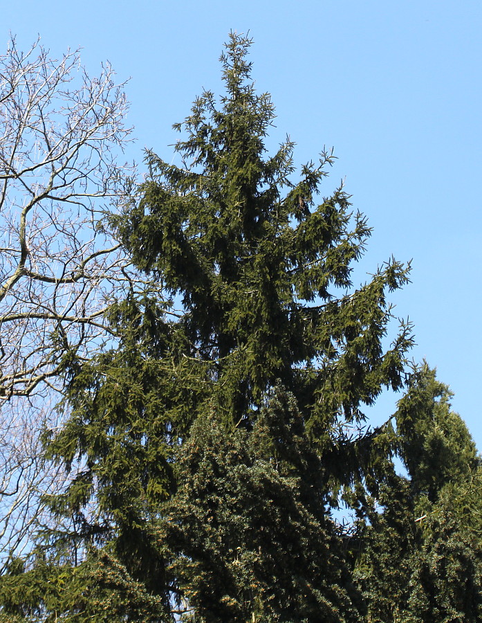 Image of Picea orientalis specimen.