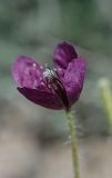 Roemeria hybrida. Цветок. Казахстан, хр. Шолак, северней вдхр. Капчагай. 26.04.2013.
