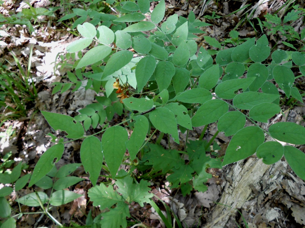 Изображение особи Vicia crocea.