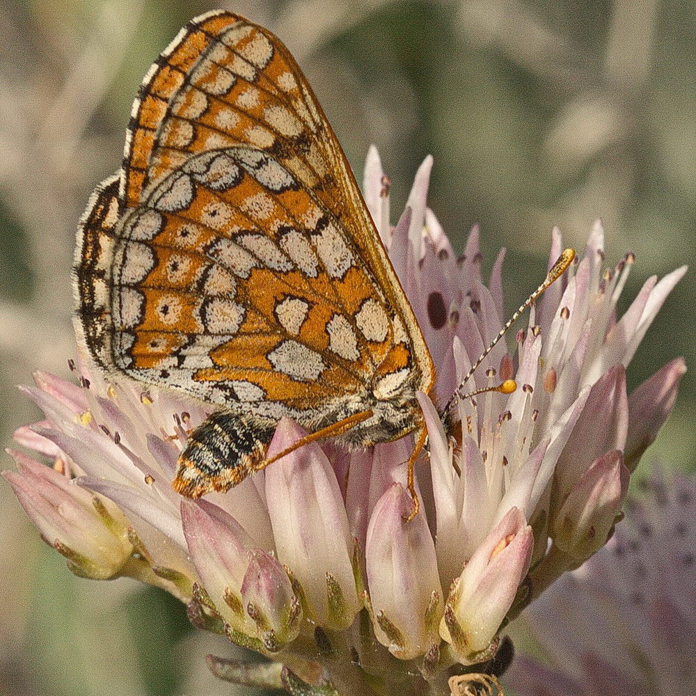 Image of Pseudosedum lievenii specimen.