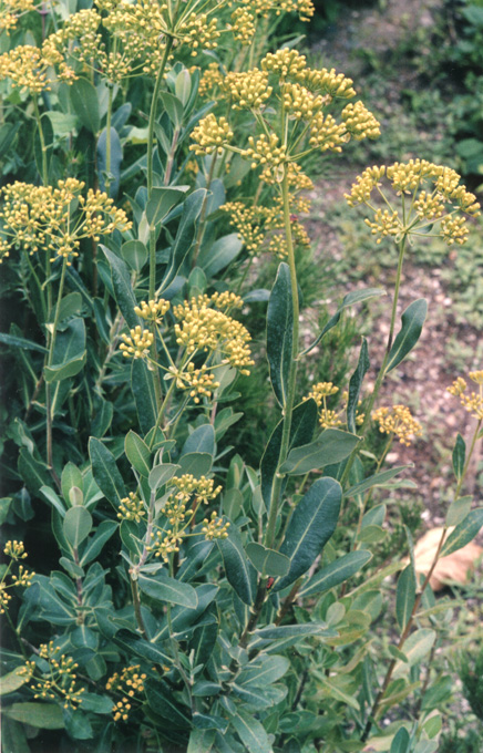 Image of Bupleurum fruticosum specimen.