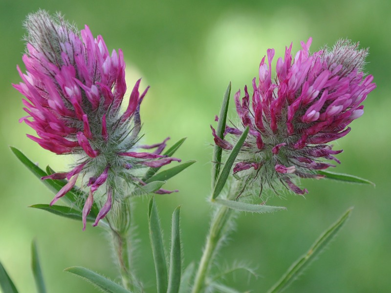 Image of Trifolium purpureum specimen.