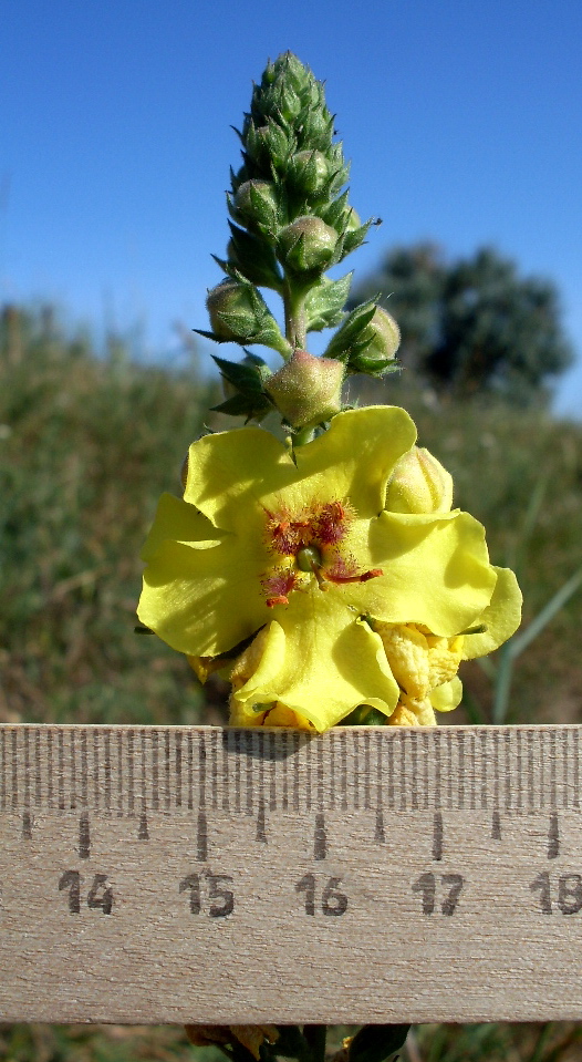 Изображение особи Verbascum blattaria.