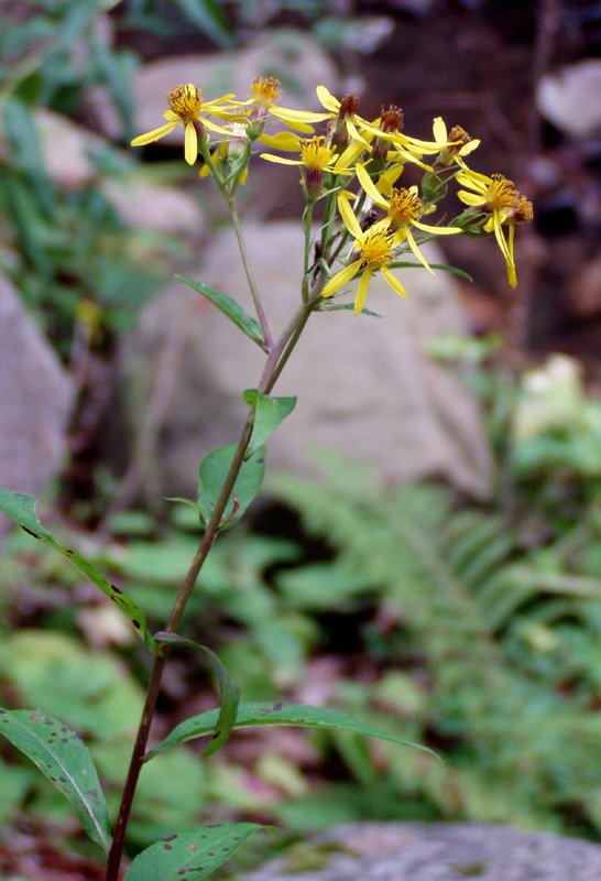 Image of Senecio propinquus specimen.