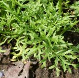 Gilia achilleifolia. Листья. Германия, г. Krefeld, Ботанический сад. 10.06.2013.