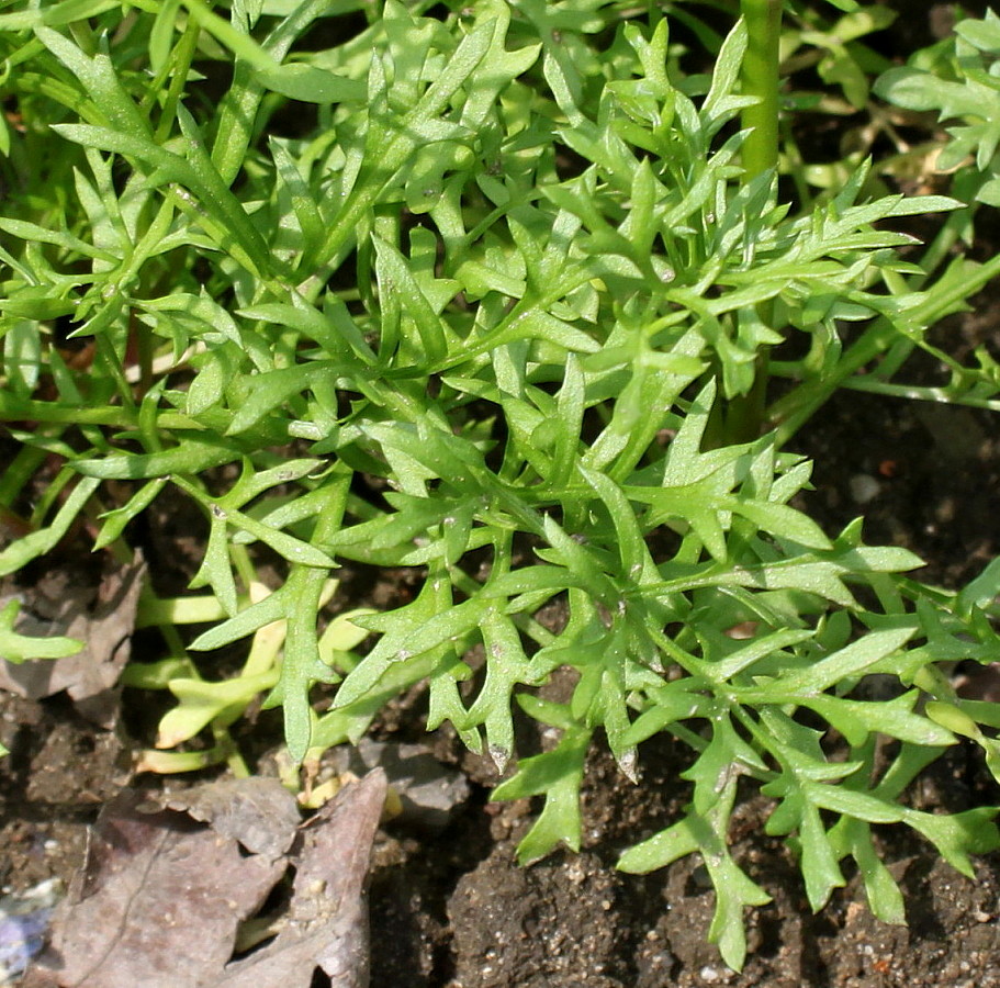 Image of Gilia achilleifolia specimen.