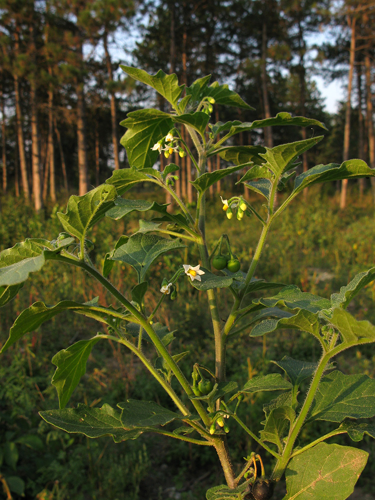 Image of Solanum nigrum ssp. schultesii specimen.