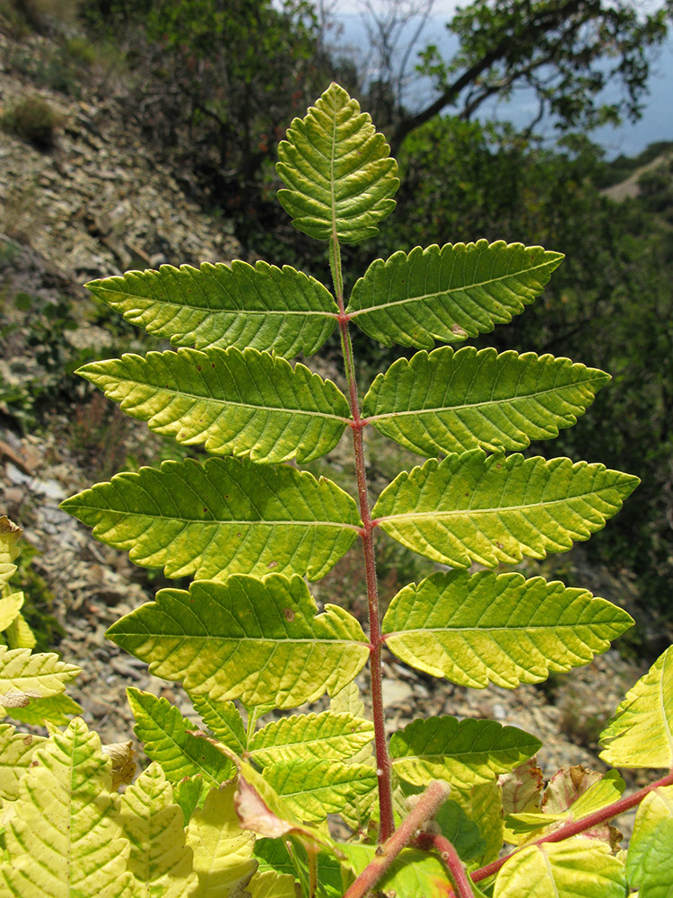 Image of Rhus coriaria specimen.