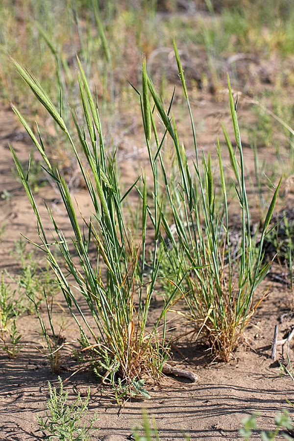 Image of genus Taeniatherum specimen.