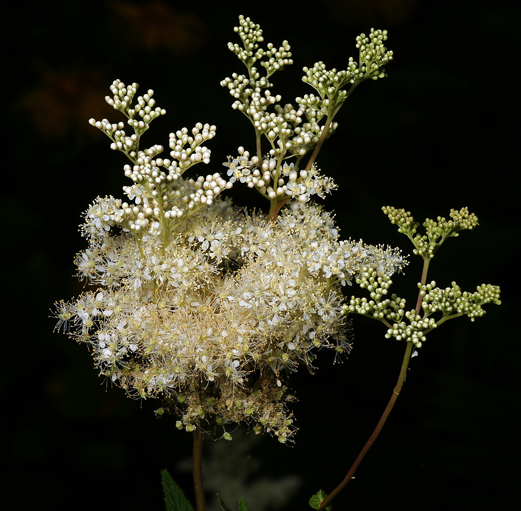 Image of Filipendula ulmaria specimen.