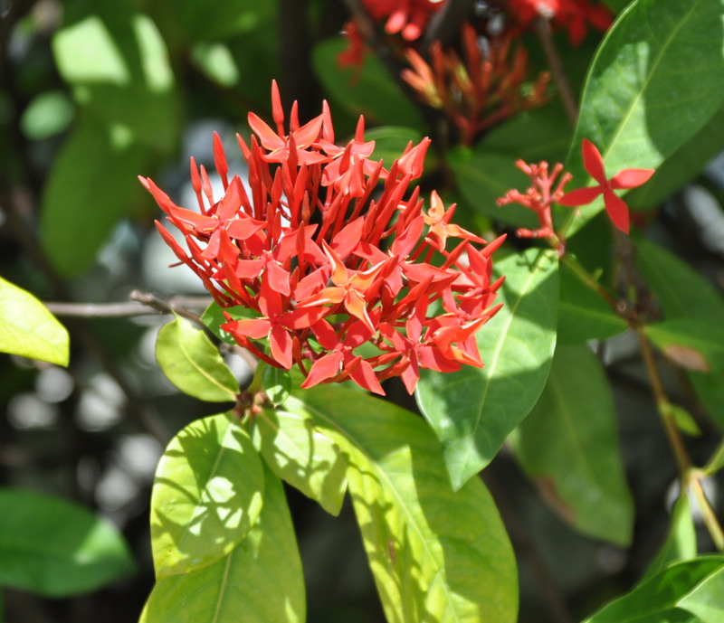 Image of Ixora coccinea specimen.