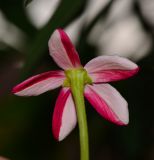 Combretum indicum. Цветок (вид со стороны чашечки). Израиль, Шарон, г. Герцлия, в культуре. 14.11.2013.