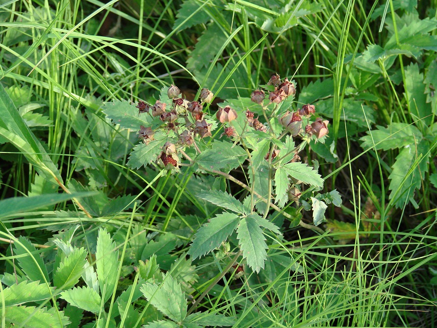 Image of Comarum palustre specimen.