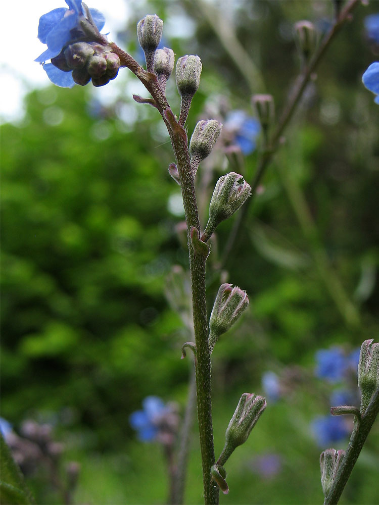 Изображение особи Cynoglottis barrelieri.