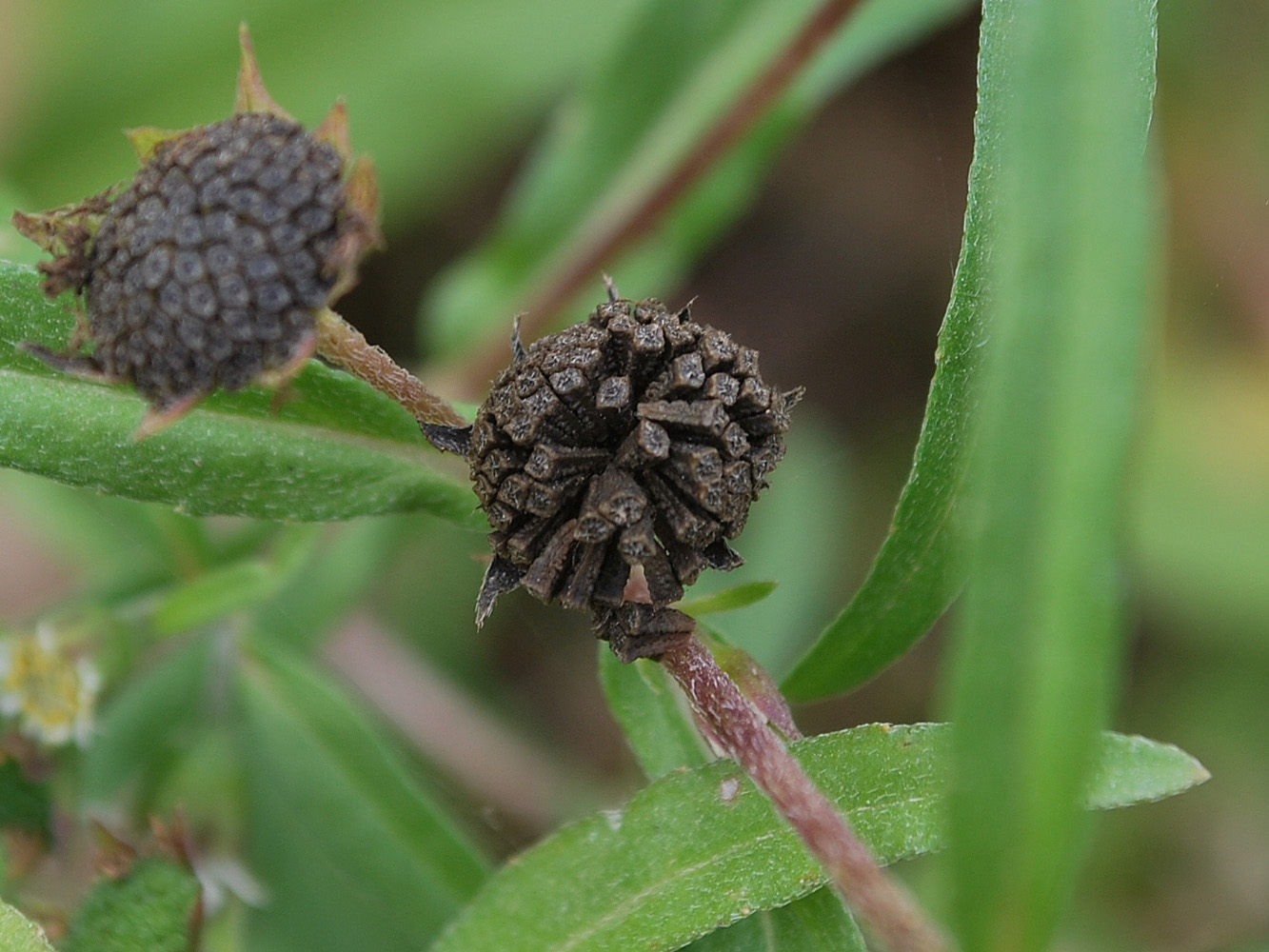 Image of Eclipta prostrata specimen.