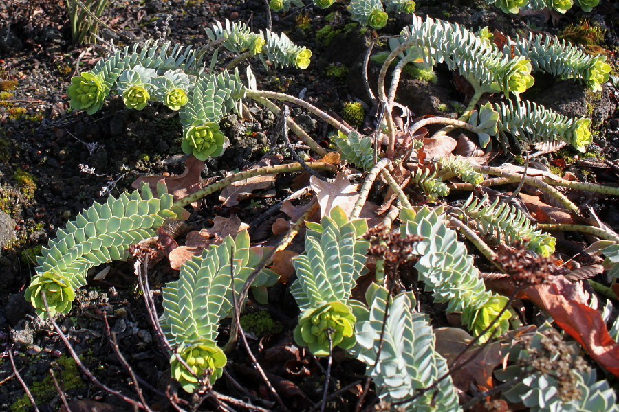 Изображение особи Euphorbia myrsinites.