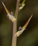 Asparagus horridus