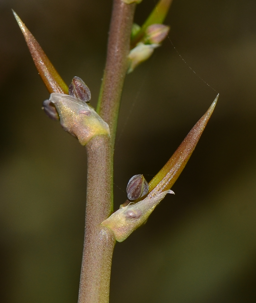 Изображение особи Asparagus horridus.