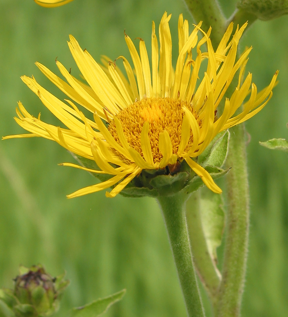 Image of Inula helenium specimen.