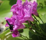 Ipomoea pes-caprae