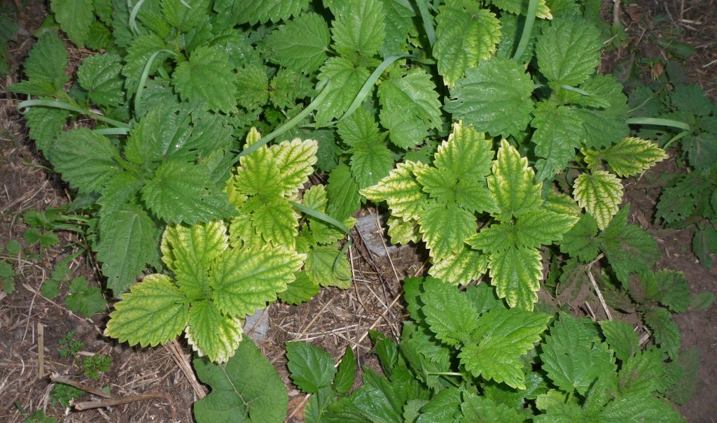 Image of Urtica dioica specimen.