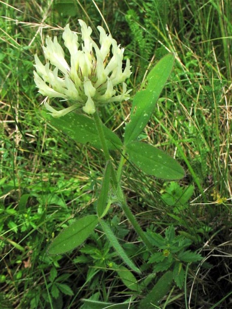 Image of Trifolium pannonicum specimen.