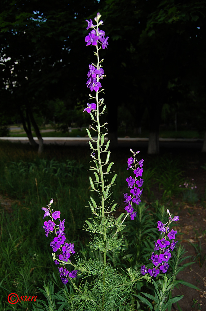 Изображение особи Delphinium hispanicum.