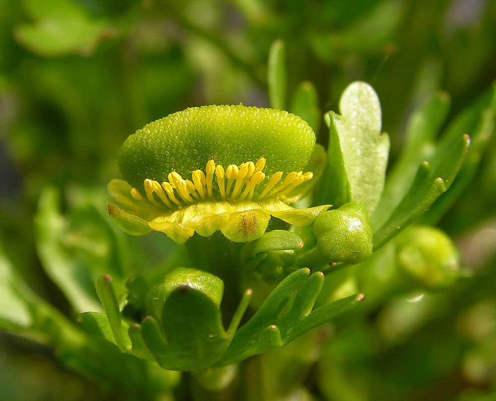 Image of Ranunculus sceleratus specimen.