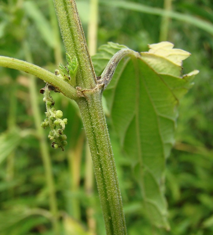 Image of Urtica pubescens specimen.