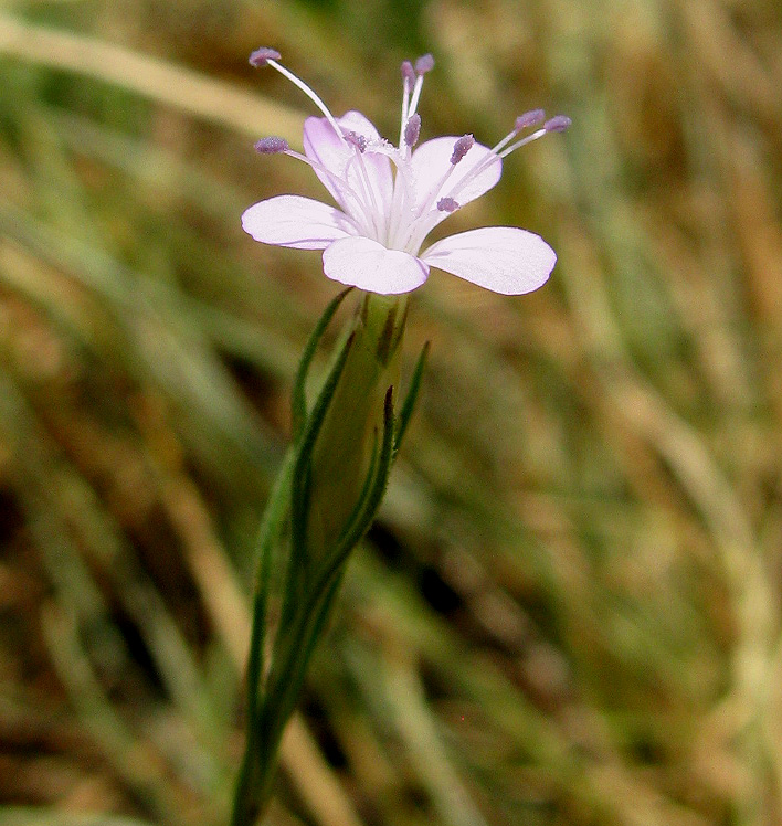 Image of Petrorhagia prolifera specimen.