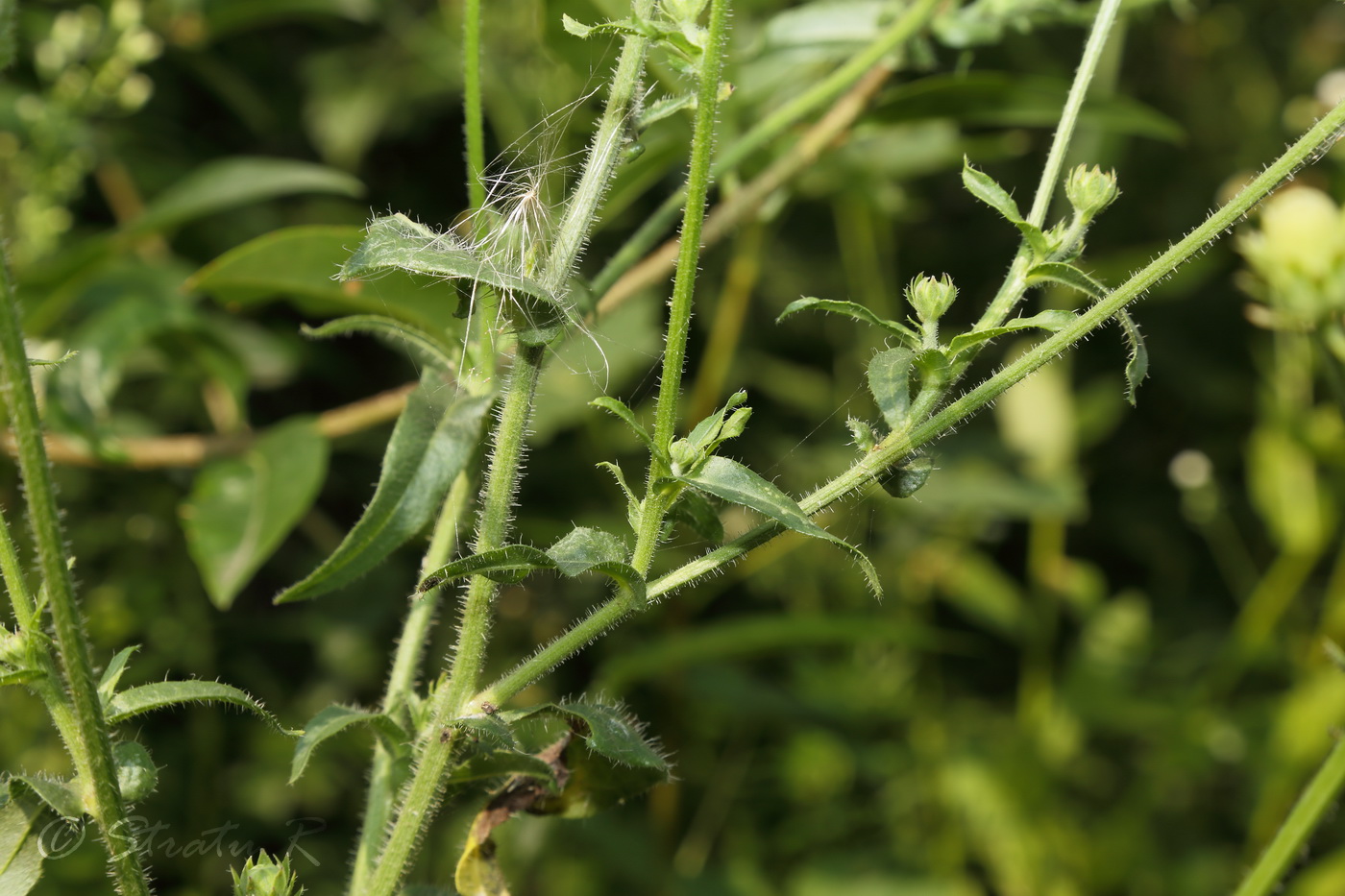 Image of Picris hieracioides specimen.