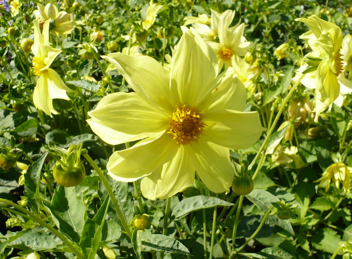 Image of Dahlia pinnata specimen.