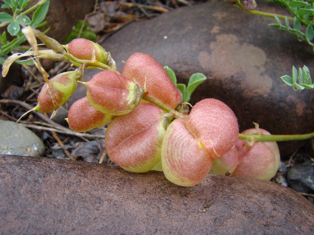 Изображение особи Astragalus skorniakowii.