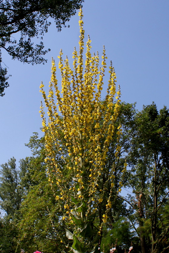 Изображение особи Verbascum olympicum.