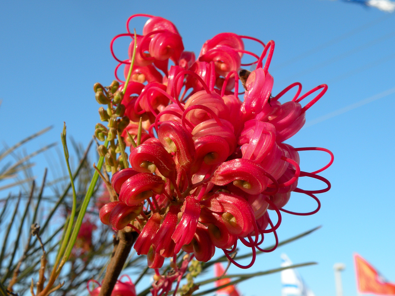 Image of Grevillea longistyla specimen.