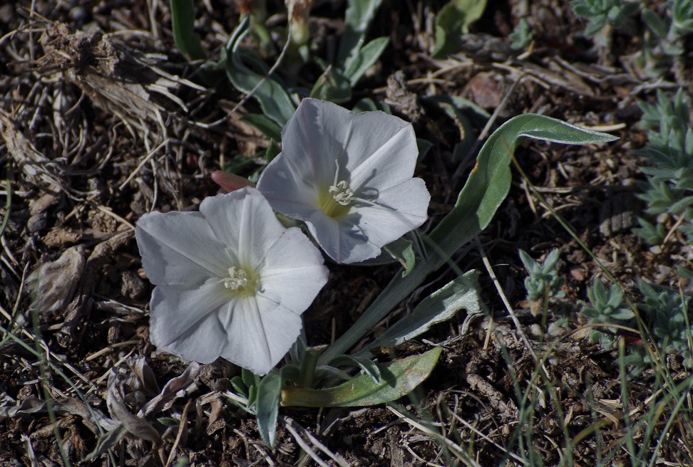 Image of Convolvulus lineatus specimen.