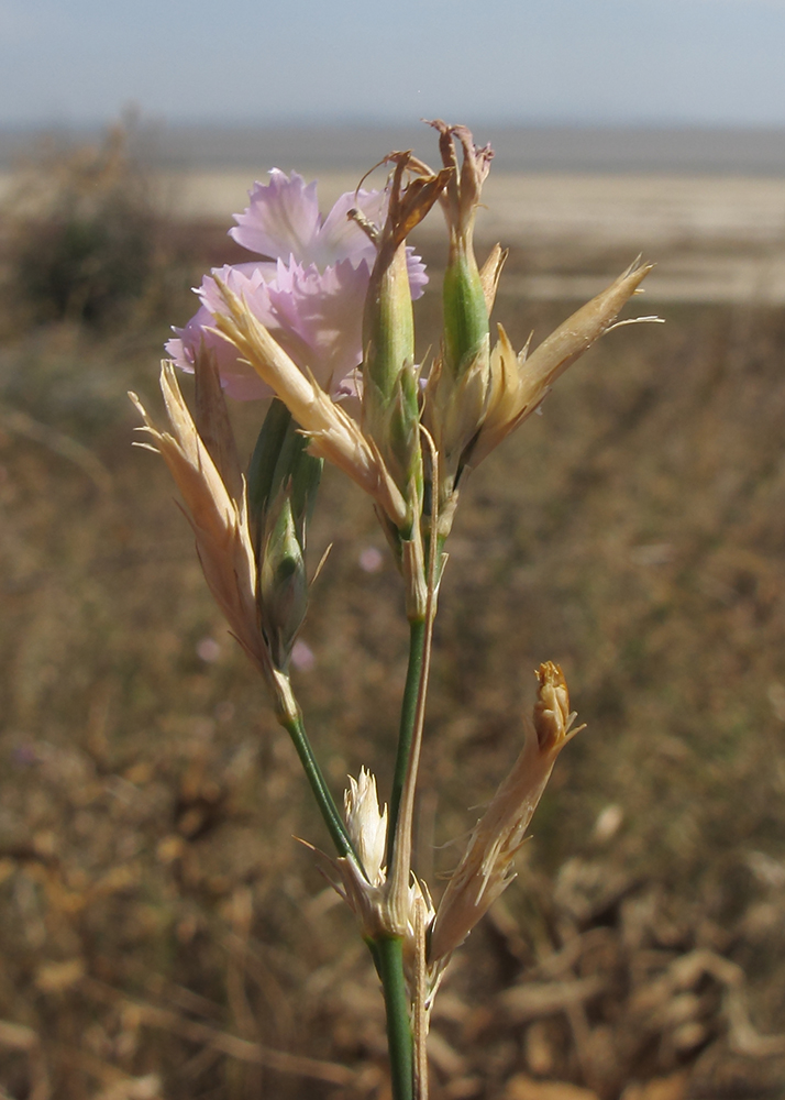 Изображение особи Dianthus pallens.