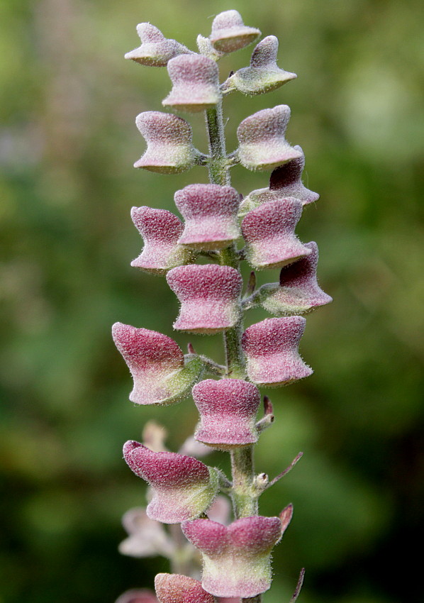 Изображение особи Scutellaria incana.