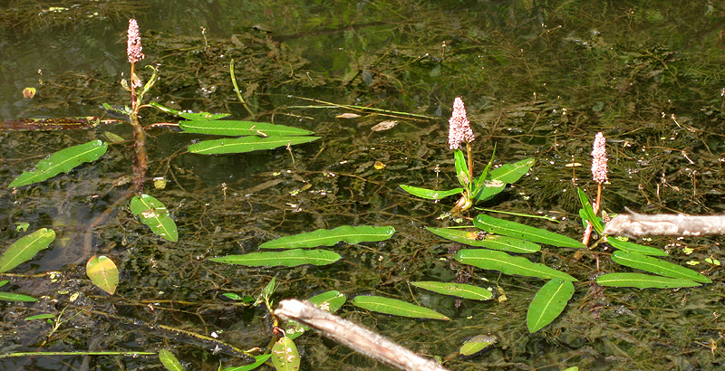 Image of Persicaria amphibia specimen.